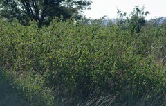 Lantana camara