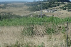 Gomphocarpus physocarpus