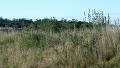 Leonotis leonurus