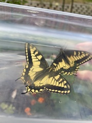 Papilio machaon oregonius