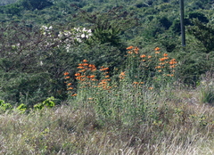 Leonotis leonurus
