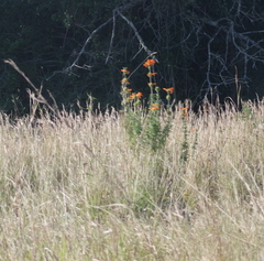 Leonotis leonurus
