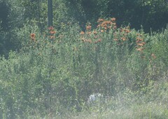 Leonotis leonurus