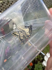 Papilio machaon oregonius