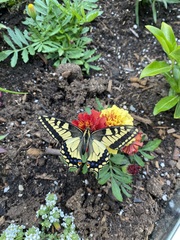 Papilio machaon oregonius