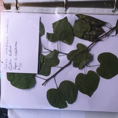 Cercis canadensis canadensis