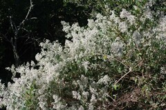 Buddleja dysophylla