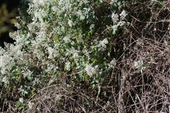 Buddleja dysophylla