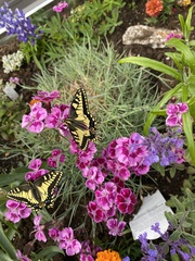 Papilio machaon oregonius