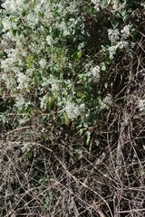 Buddleja dysophylla