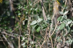 Buddleja dysophylla