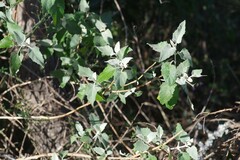 Buddleja dysophylla