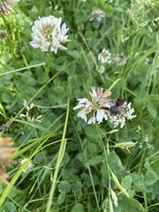 Bombus humilis