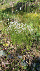 Trichophorum alpinum