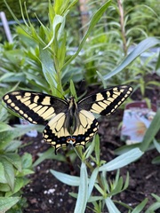 Papilio machaon oregonius