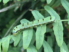 Callopistria japonibia