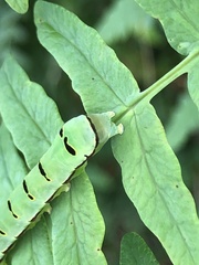 Callopistria japonibia