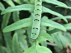 Callopistria japonibia
