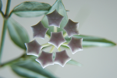 Hoya bella
