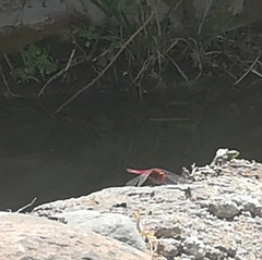 Crocothemis erythraea
