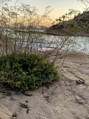 Limonium cossonianum