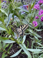 Papilio machaon oregonius