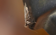 Acompsia cinerella