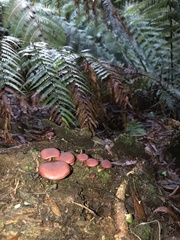 Gymnopilus purpuratus
