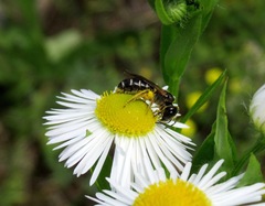 Halictus maculatus