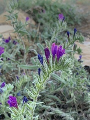 Echium sabulicola decipiens