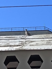 Larus argentatus