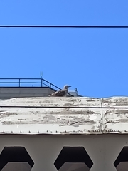 Larus argentatus