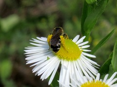 Halictus maculatus