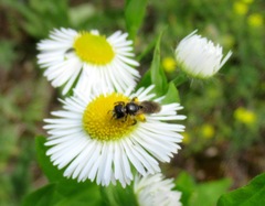 Halictus maculatus