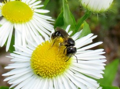 Halictus maculatus