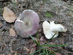 Russula ionochlora