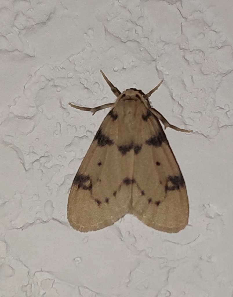 Paidia conjuncta