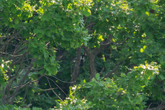 Dendrocopos syriacus