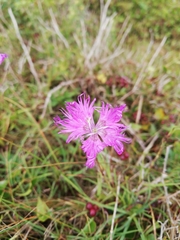 Dianthus gallicus