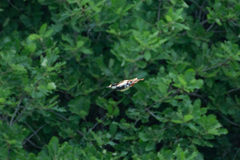 Dendrocopos syriacus