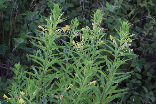 Oenothera villosa ssp. villosa