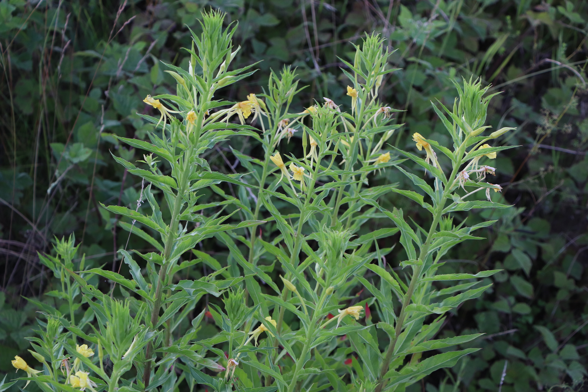 Oenothera villosa ssp. villosa