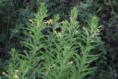 Oenothera villosa villosa
