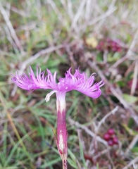 Dianthus gallicus
