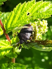 Rhacognathus punctatus