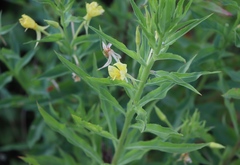 Oenothera villosa villosa