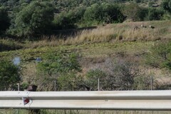 Nymphaea nouchali caerulea