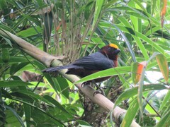 Catamblyrhynchus diadema