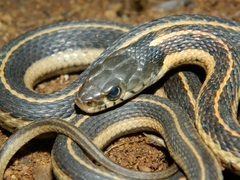 Thamnophis cyrtopsis collaris