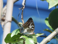Euthalia adonia pinwilli